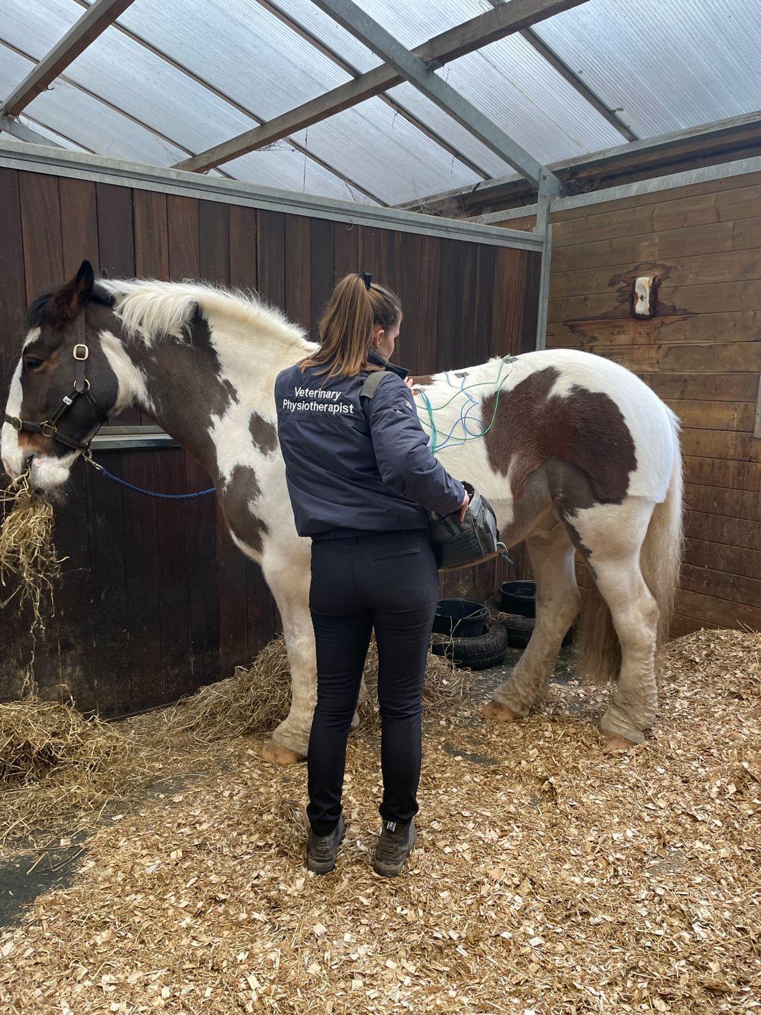 Equine Physio