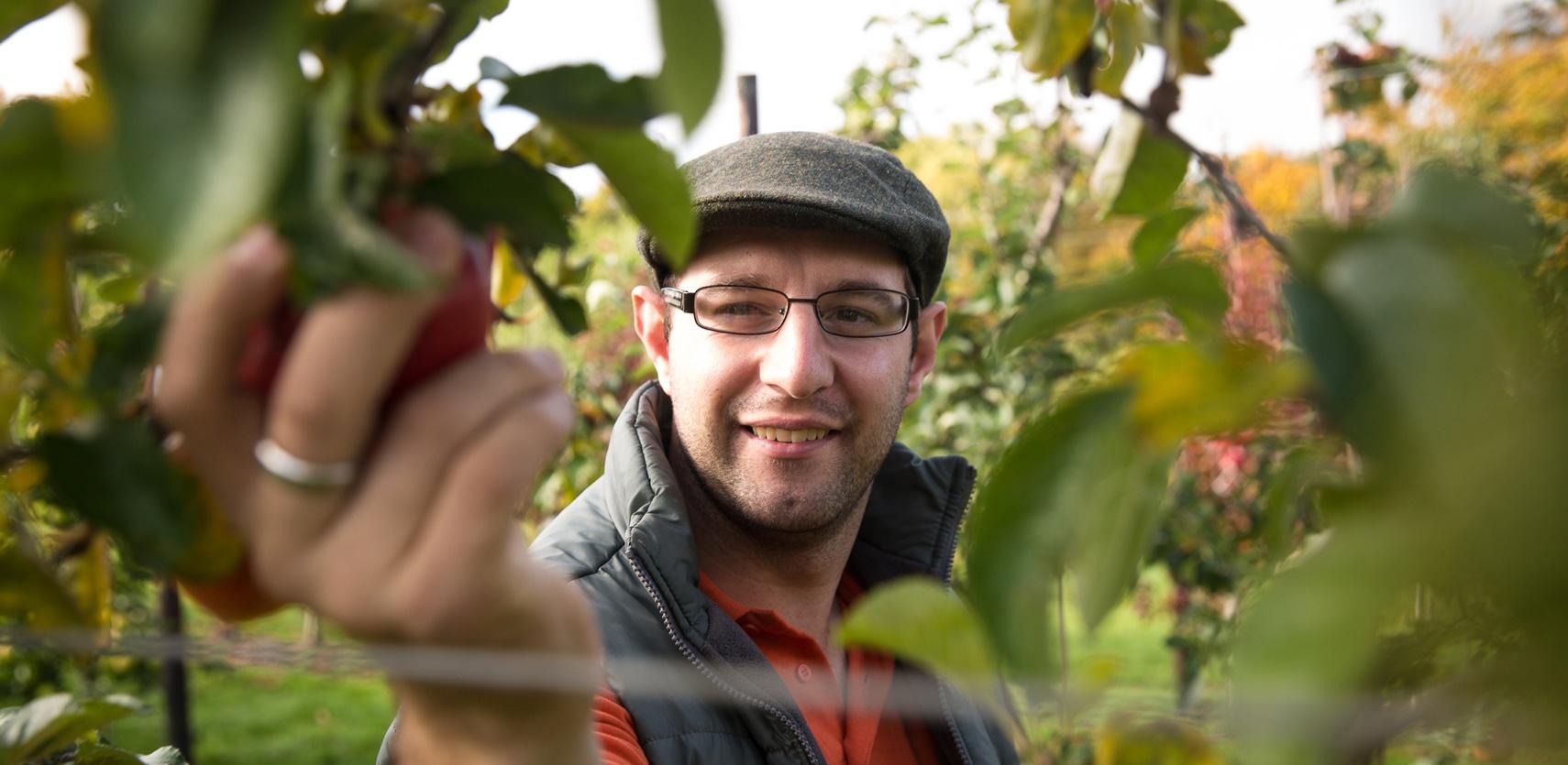 Hadlow male student picking an apple from a tree