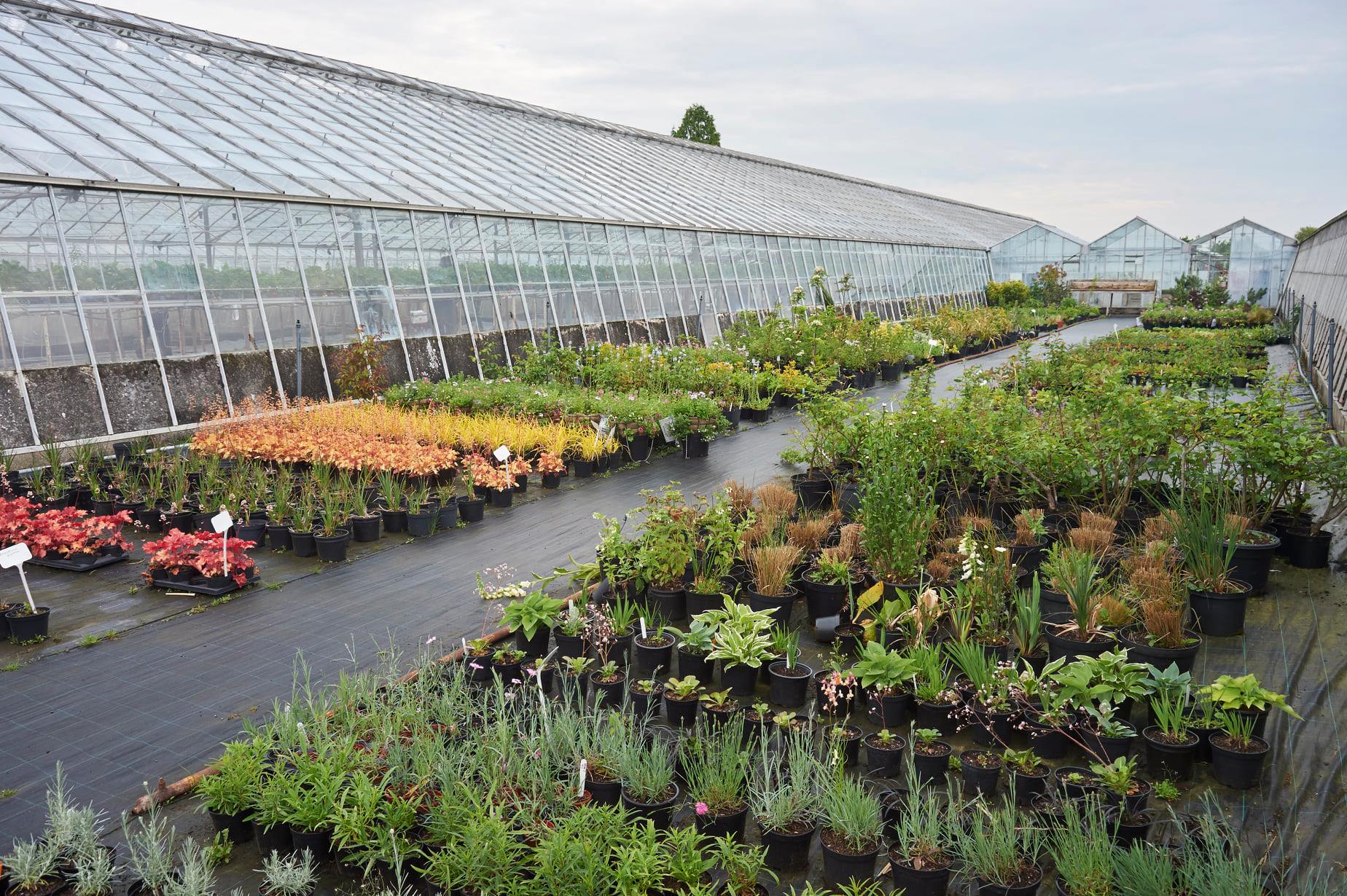 Court Lane Greenhouses