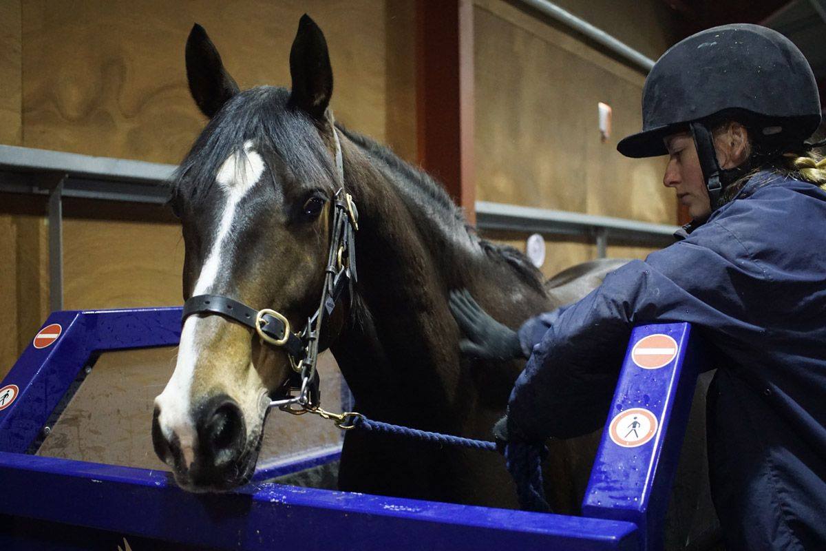 Hadlow Equine student with horse