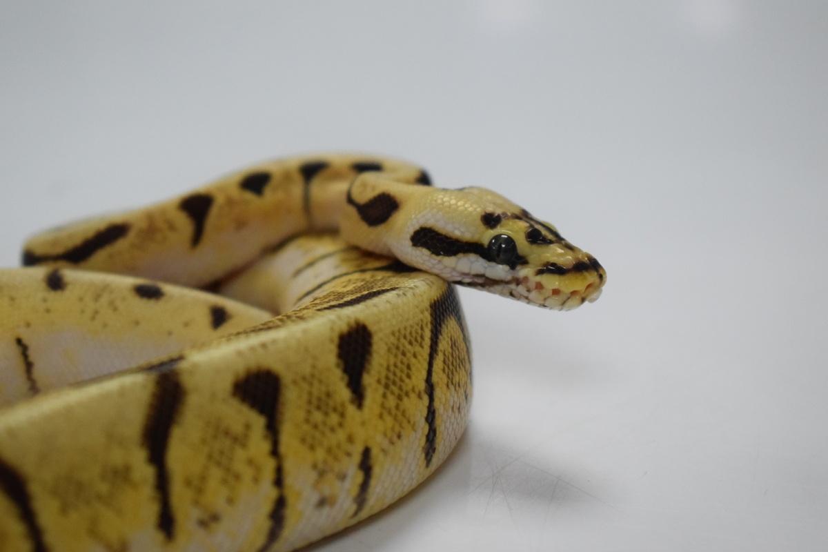 Close up of yellow snake