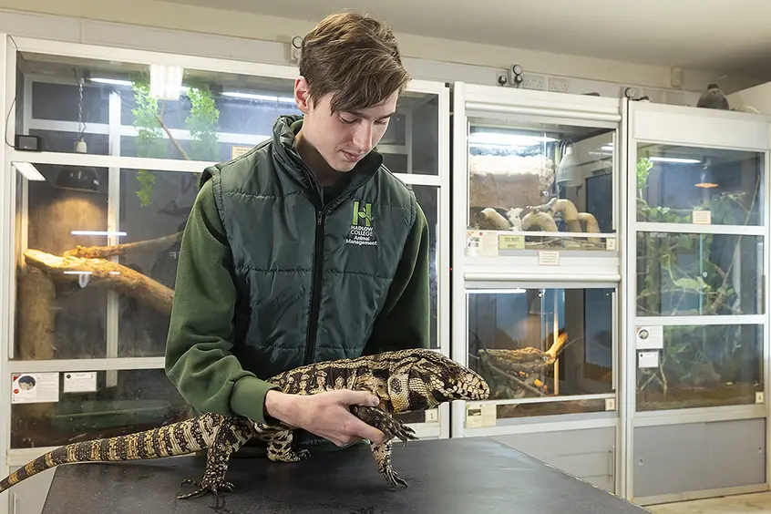 HAD AMU male student with bearded dragon on table