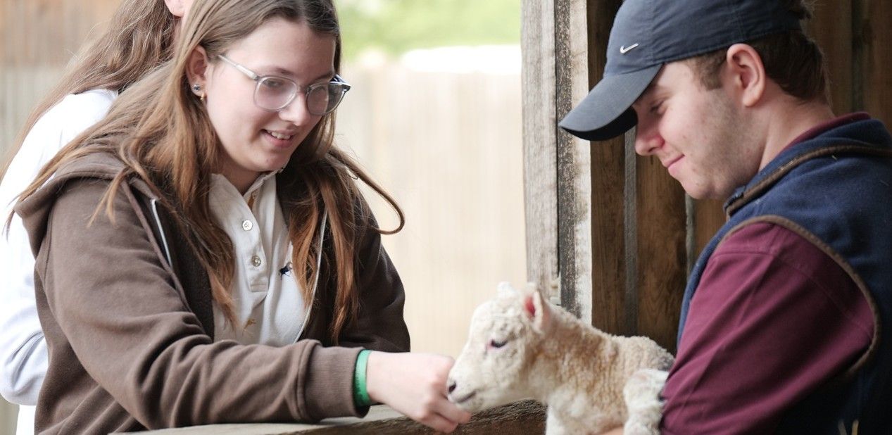 Lady stroking lamb