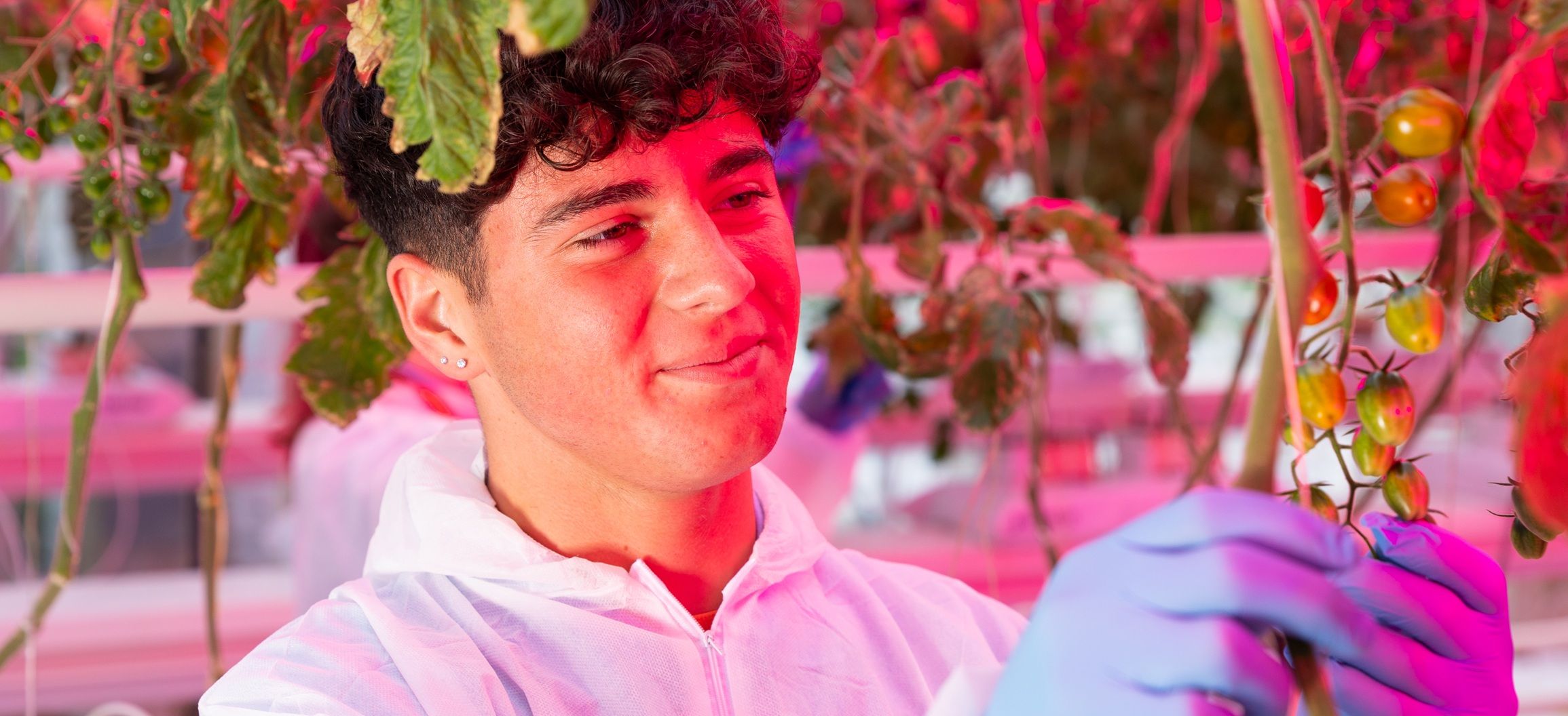 Student picking tomatoes