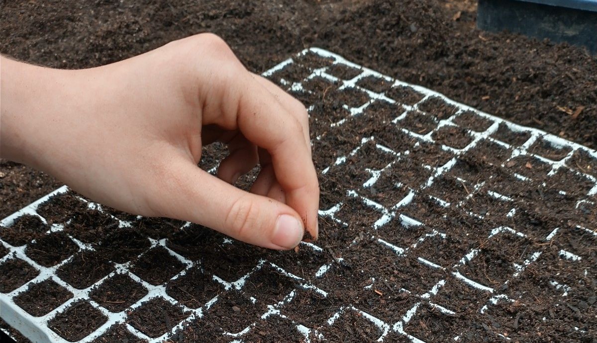 Hand planting seed in soil