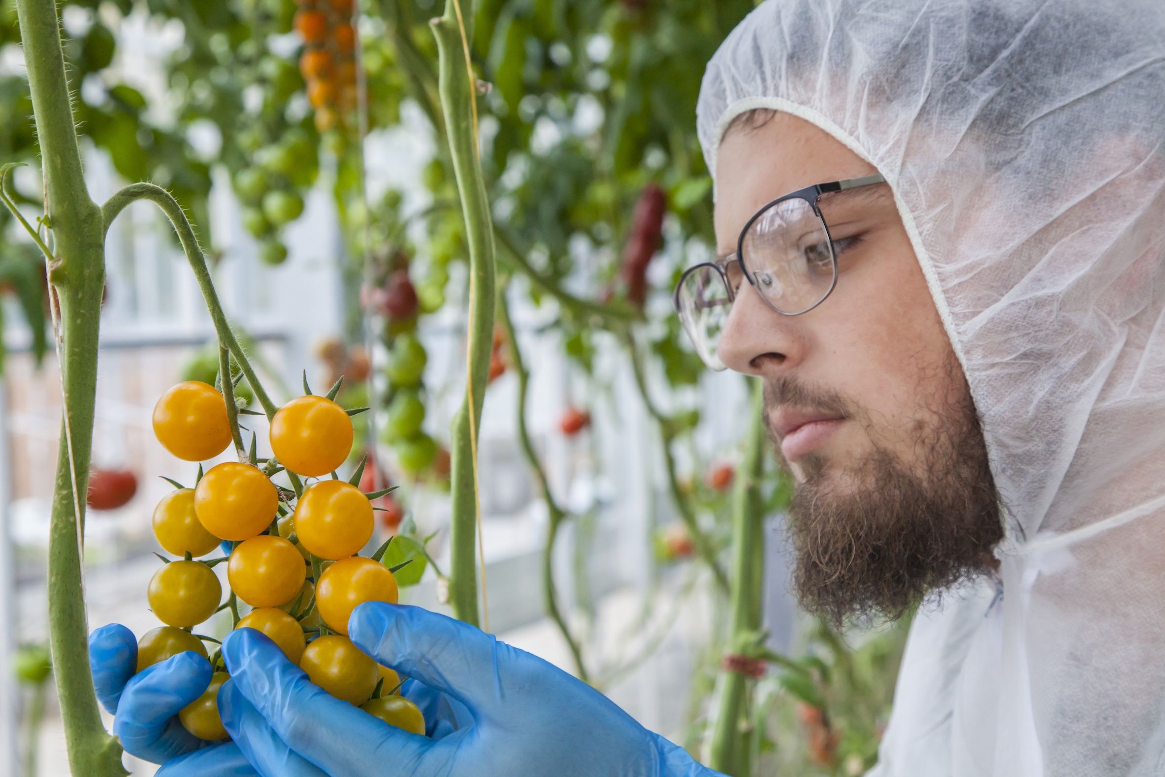 Student with vine tomatoes