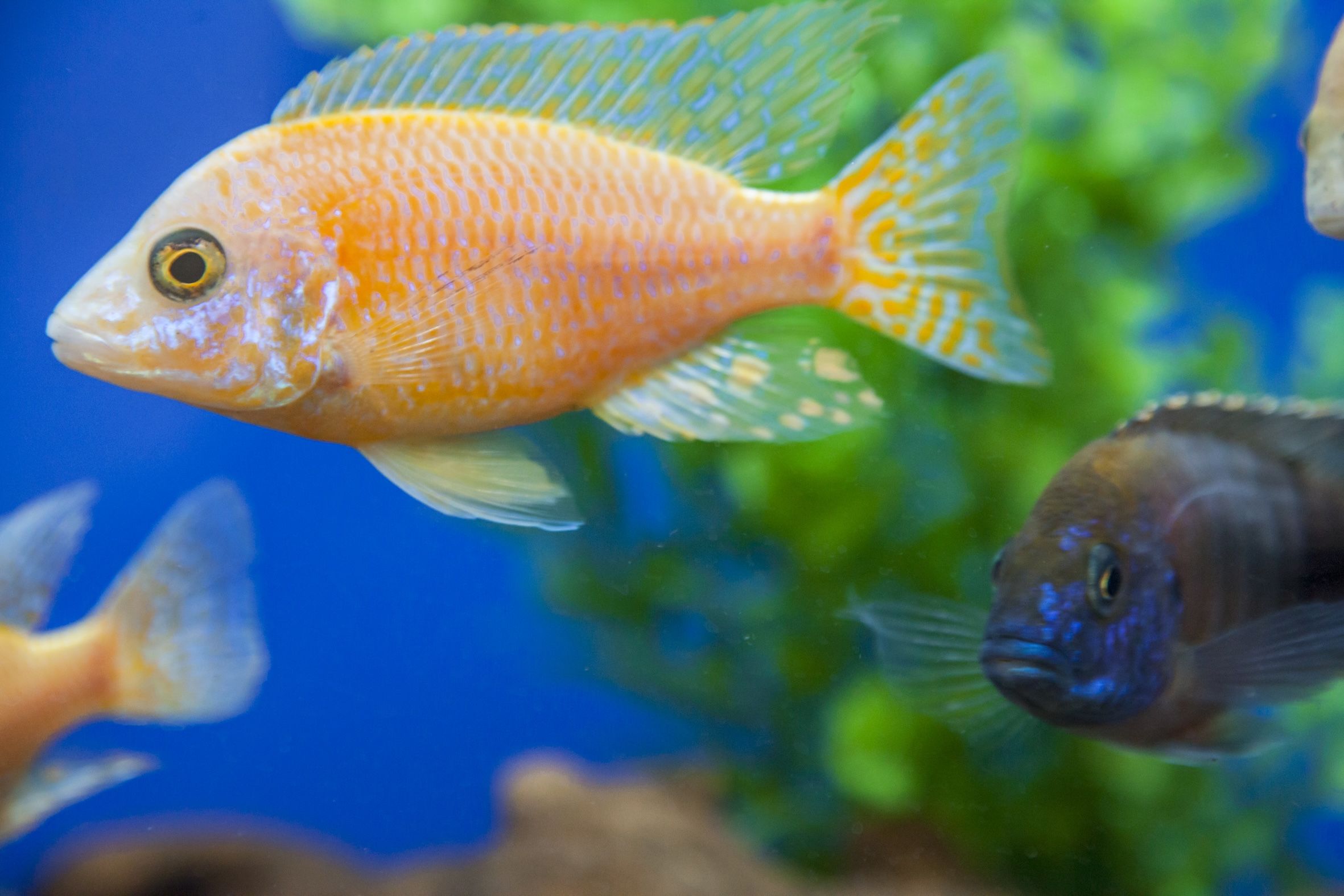 Hadlow Fisheries fish in tank