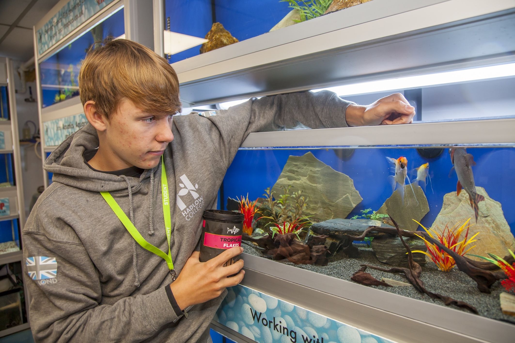 Student feeding fish in tank