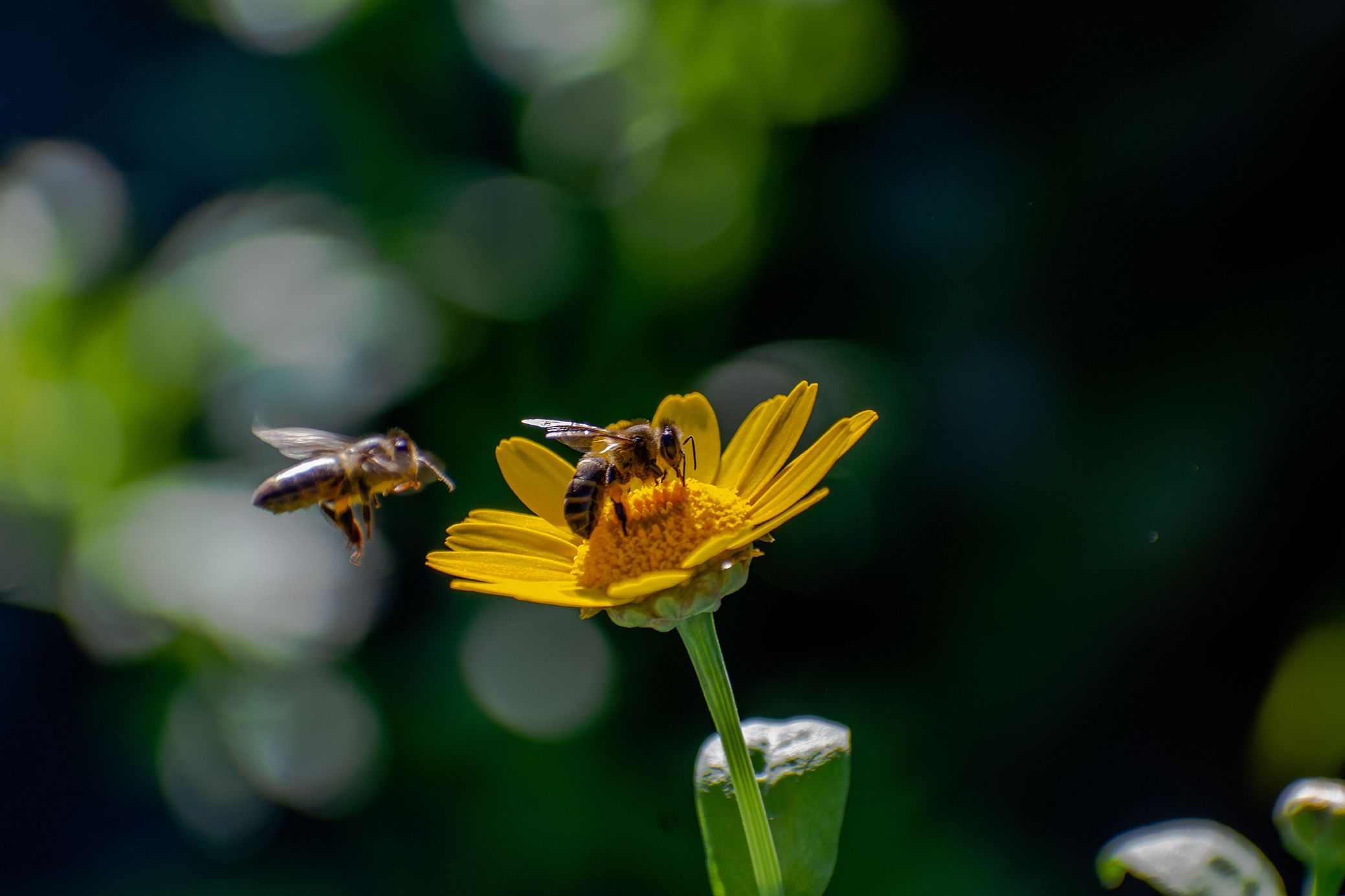 Two bees hovering over a yellow flower