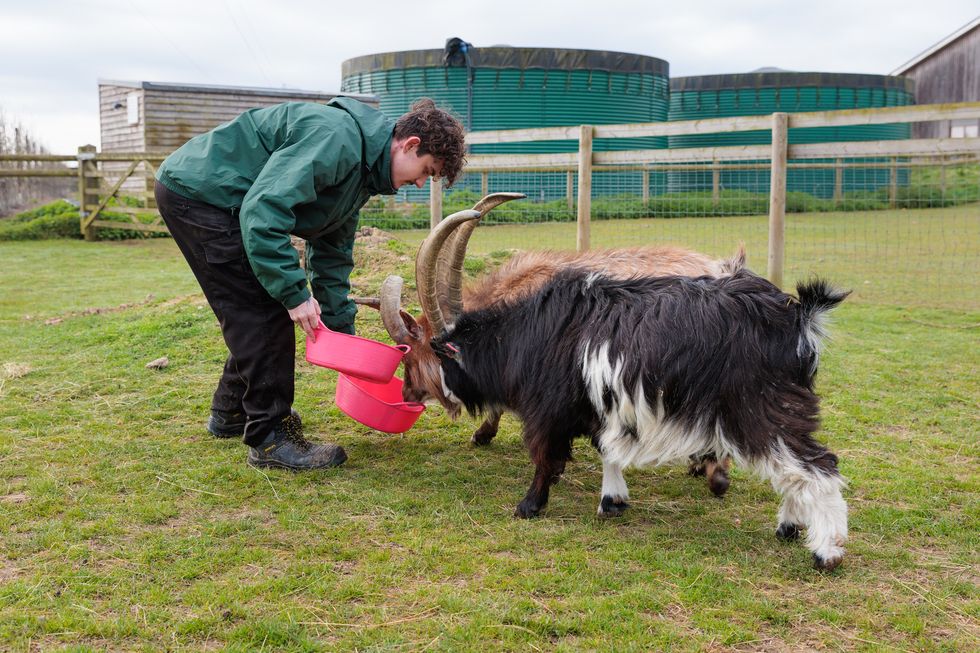 /hadlow-college-landscape-amu-male-student-feeding-goats-2026