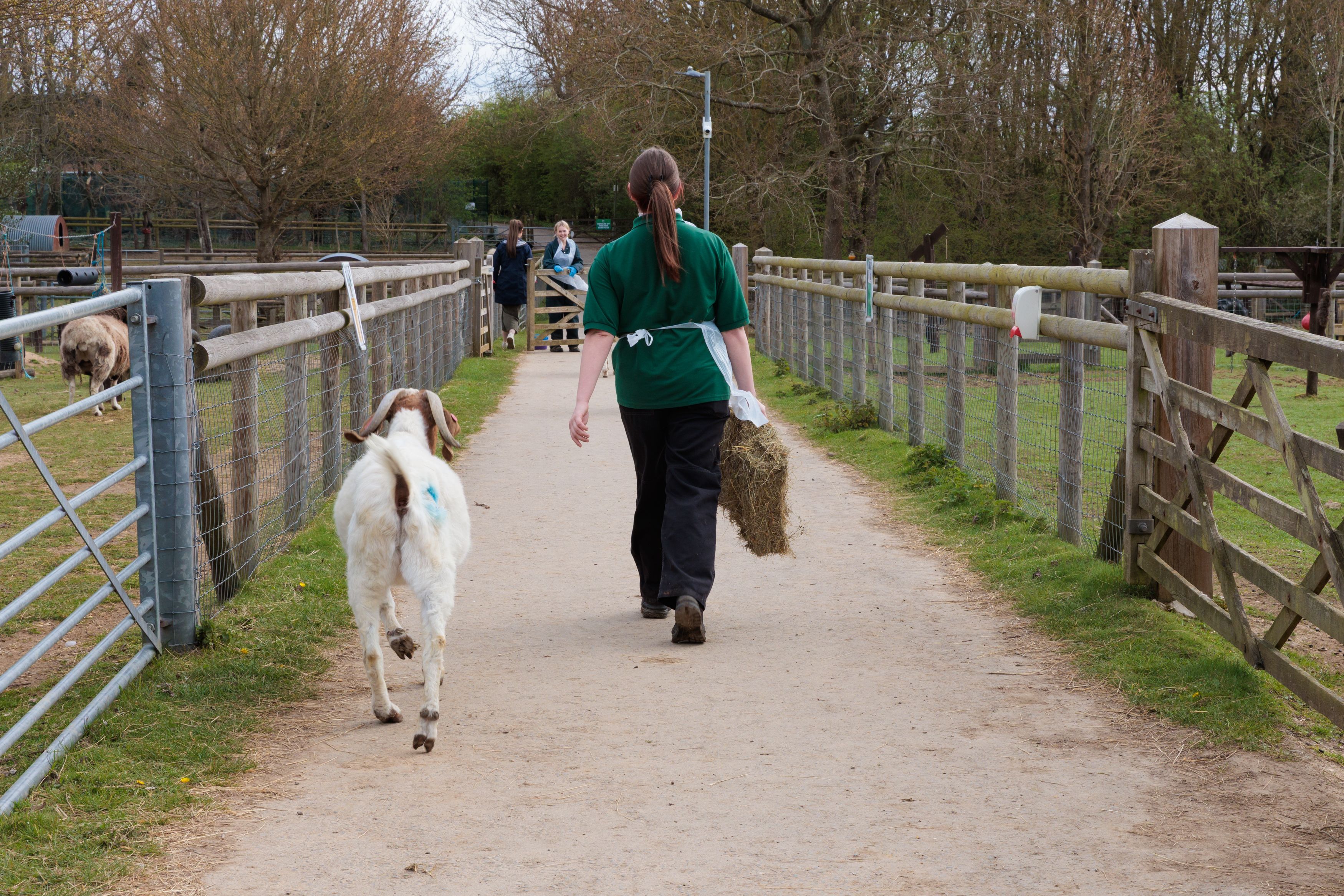 hadlow-college-landscape-amu-students-feeding-goats