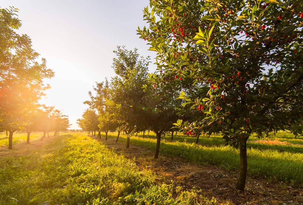 A beautiful orchard jun10