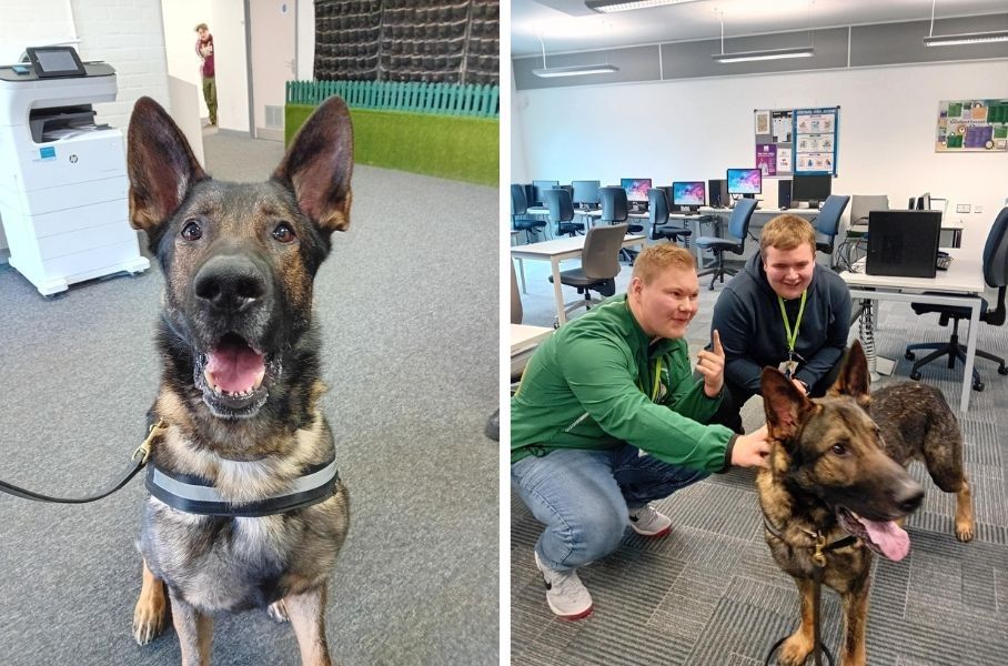 German shepherd dog with mouth open and tongue out and two students with dog