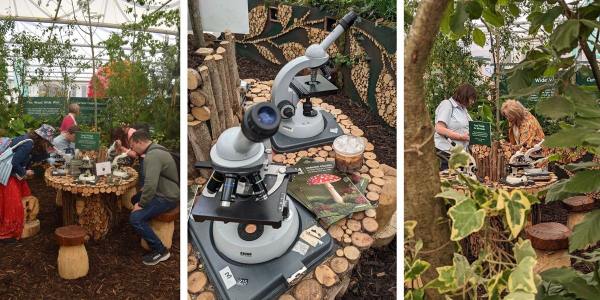 Chelsea Flower Show 2025 Montage 