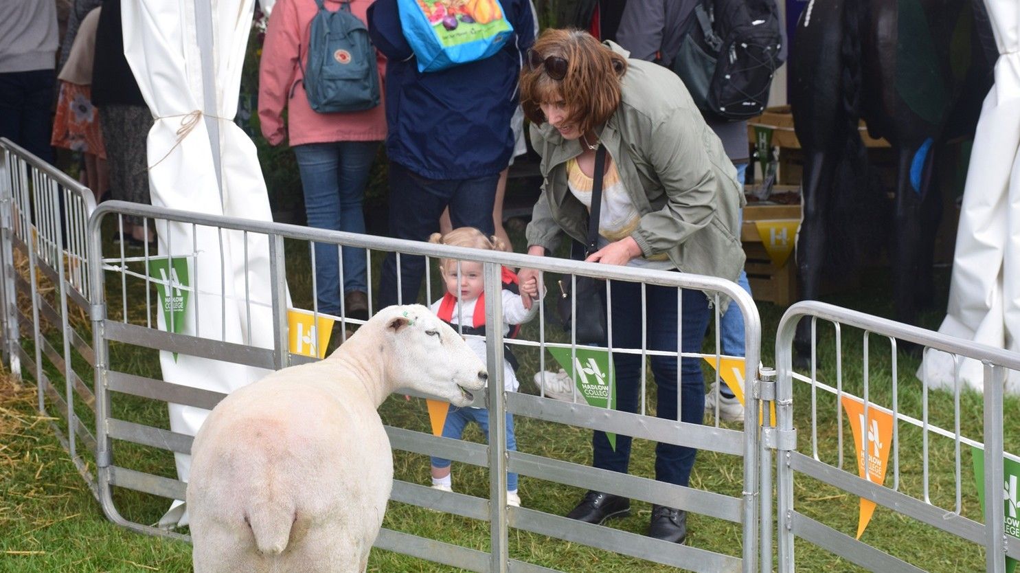 Young child and sheep