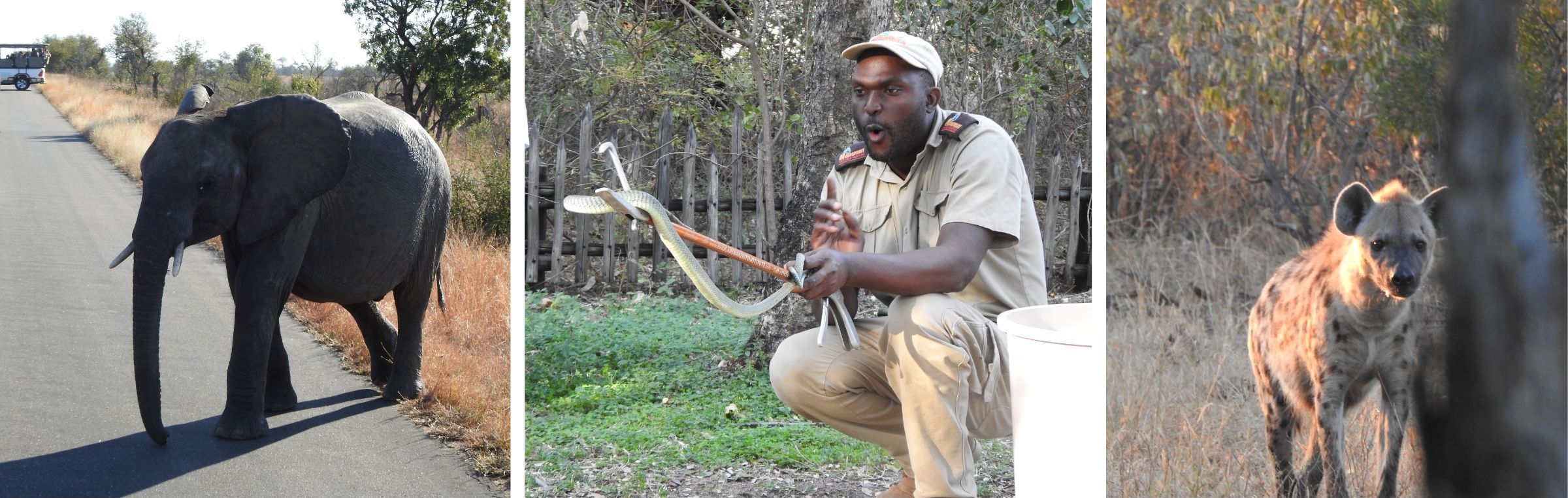 Photos of animals from trip to South Africa