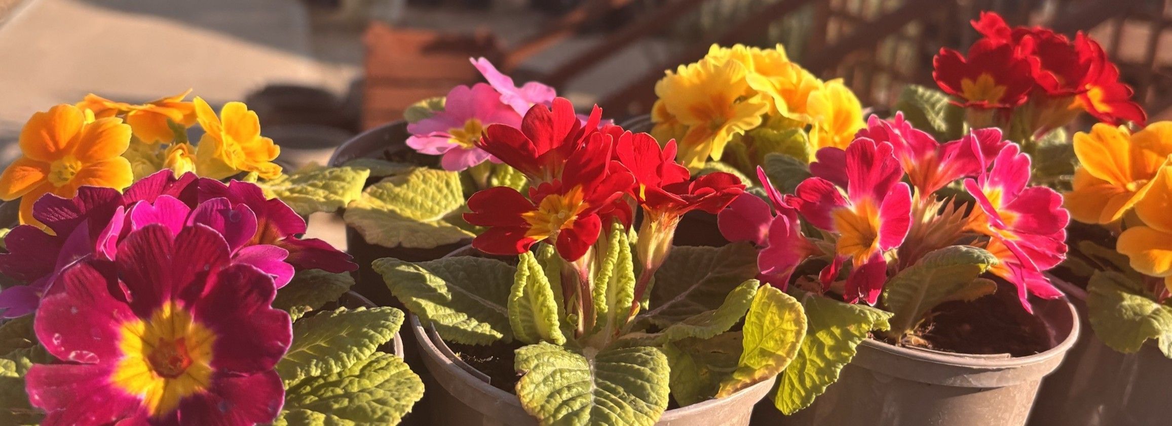 close up of flowers in a tray